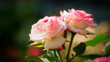 Bulanık yeşilliklerle çevrili, çiçek açmış güzel bir gül. Hassas katmanlı yapraklar parlak, sıcak renkler ortaya çıkarıyor..                     