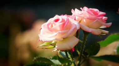 Bulanık yeşilliklerle çevrili, çiçek açmış güzel bir gül. Hassas katmanlı yapraklar parlak, sıcak renkler ortaya çıkarıyor..                     