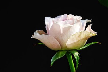 Bulanık yeşilliklerle çevrili, çiçek açmış güzel bir gül. Hassas katmanlı yapraklar parlak, sıcak renkler ortaya çıkarıyor..                     