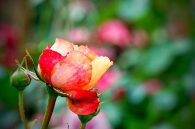  Bulanık yeşilliklerle çevrili güzel pembe bir gül. Hassas katmanlı yapraklar parlak, sıcak renkler ortaya çıkarıyor..               