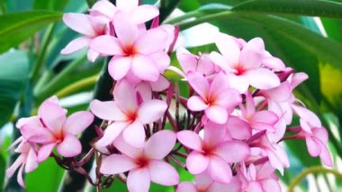 4K Güzel Çiçek Pembesi Plumeria veya Frangipani