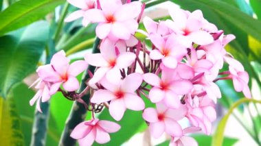 4K Güzel Çiçek Pembesi Plumeria veya Frangipani