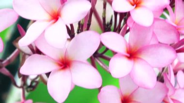 4K Güzel Çiçek Pembesi Plumeria veya Frangipani