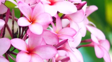 4K Güzel Çiçek Pembesi Plumeria veya Frangipani