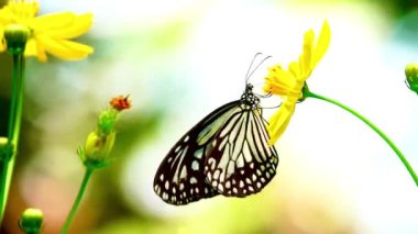 Bahçe bahçesinde Tayland kelebeği yaz çiçeği ve kelebek çiçeği kelebeği