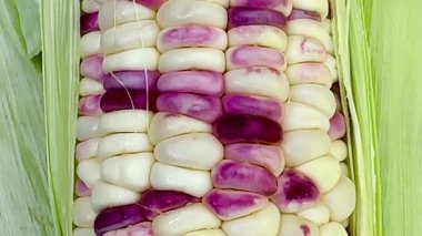 Benzersiz renkli desenli bir mısır koçanı videosu. Mısır tanelerinin çoğu kremsi beyazdır ama birçoğu mor ve pembe çizgiler, yamalar veya yamalarla kaplıdır. Mısır lifleri. 