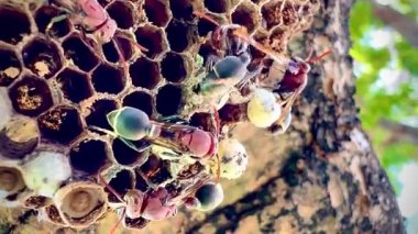 Arı kovanının bir dala konmuş yakın plan klipsi. Yuva altıgen hücrelerden oluşur, bazılarının içinde larva olduğunu gösteren beyaz başlıkları vardır. Bazı yaban arılarının kırmızı-kahverengi vücutları ve siyah