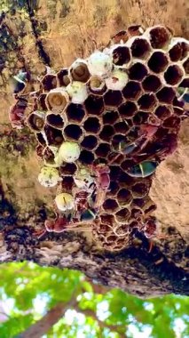 Arı kovanının bir dala konmuş yakın plan klipsi. Yuva altıgen hücrelerden oluşur, bazılarının içinde larva olduğunu gösteren beyaz başlıkları vardır. Bazı yaban arılarının kırmızı-kahverengi vücutları ve siyah