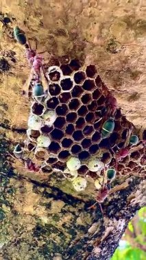 Arı kovanının bir dala konmuş yakın plan klipsi. Yuva altıgen hücrelerden oluşur, bazılarının içinde larva olduğunu gösteren beyaz başlıkları vardır. Bazı yaban arılarının kırmızı-kahverengi vücutları ve siyah