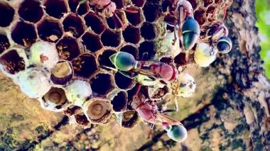 Arı kovanının bir dala konmuş yakın plan klipsi. Yuva altıgen hücrelerden oluşur, bazılarının içinde larva olduğunu gösteren beyaz başlıkları vardır. Bazı yaban arılarının kırmızı-kahverengi vücutları ve siyah