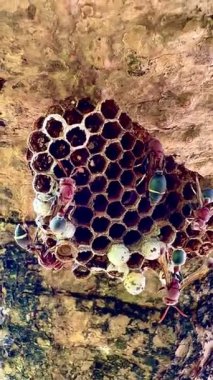 Arı kovanının bir dala konmuş yakın plan klipsi. Yuva altıgen hücrelerden oluşur, bazılarının içinde larva olduğunu gösteren beyaz başlıkları vardır. Bazı yaban arılarının kırmızı-kahverengi vücutları ve siyah