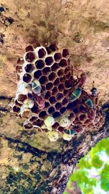 Arı kovanının bir dala konmuş yakın plan klipsi. Yuva altıgen hücrelerden oluşur, bazılarının içinde larva olduğunu gösteren beyaz başlıkları vardır. Bazı yaban arılarının kırmızı-kahverengi vücutları ve siyah