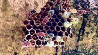 Arı kovanının bir dala konmuş yakın plan klipsi. Yuva altıgen hücrelerden oluşur, bazılarının içinde larva olduğunu gösteren beyaz başlıkları vardır. Bazı yaban arılarının kırmızı-kahverengi vücutları ve siyah