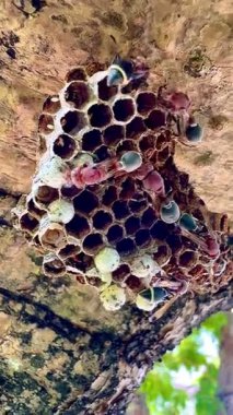 Arı kovanının bir dala konmuş yakın plan klipsi. Yuva altıgen hücrelerden oluşur, bazılarının içinde larva olduğunu gösteren beyaz başlıkları vardır. Bazı yaban arılarının kırmızı-kahverengi vücutları ve siyah