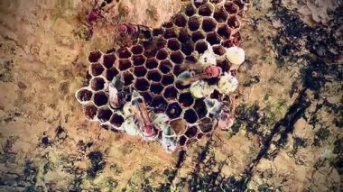 Arı kovanının bir dala konmuş yakın plan klipsi. Yuva altıgen hücrelerden oluşur, bazılarının içinde larva olduğunu gösteren beyaz başlıkları vardır. Bazı yaban arılarının kırmızı-kahverengi vücutları ve siyah