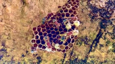 Arı kovanının bir dala konmuş yakın plan klipsi. Yuva altıgen hücrelerden oluşur, bazılarının içinde larva olduğunu gösteren beyaz başlıkları vardır. Bazı yaban arılarının kırmızı-kahverengi vücutları ve siyah