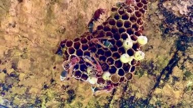Arı kovanının bir dala konmuş yakın plan klipsi. Yuva altıgen hücrelerden oluşur, bazılarının içinde larva olduğunu gösteren beyaz başlıkları vardır. Bazı yaban arılarının kırmızı-kahverengi vücutları ve siyah