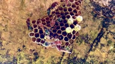 Arı kovanının bir dala konmuş yakın plan klipsi. Yuva altıgen hücrelerden oluşur, bazılarının içinde larva olduğunu gösteren beyaz başlıkları vardır. Bazı yaban arılarının kırmızı-kahverengi vücutları ve siyah