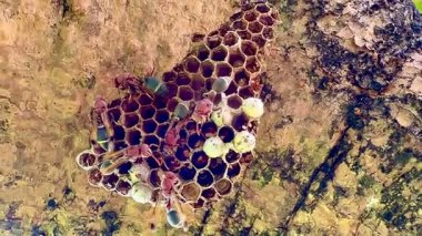 Arı kovanının bir dala konmuş yakın plan klipsi. Yuva altıgen hücrelerden oluşur, bazılarının içinde larva olduğunu gösteren beyaz başlıkları vardır. Bazı yaban arılarının kırmızı-kahverengi vücutları ve siyah