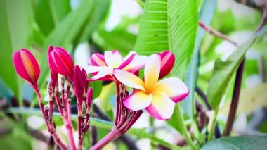 4K Güzel Çiçek Pembesi Plumeria veya Frangipani