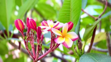 4K Güzel Çiçek Pembesi Plumeria veya Frangipani