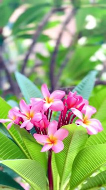 4K Güzel Çiçek Pembesi Plumeria veya Frangipani