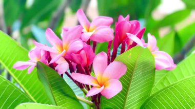 4K Güzel Çiçek Pembesi Plumeria veya Frangipani