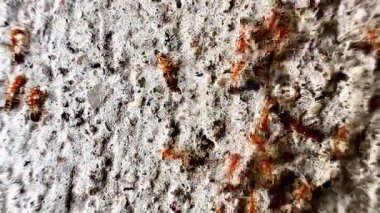 Beton ya da kaya gibi sert bir yüzey üzerinde göç eden kırmızı ya da turuncu-kırmızı karınca grubunun yakın çekim videosu. Bu görüntü hareket halindeki karıncaları yakalar, bu da bazılarını biraz bulanık gösterir..