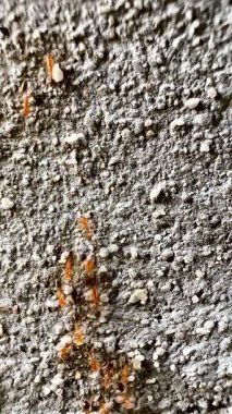 Beton ya da kaya gibi sert bir yüzey üzerinde göç eden kırmızı ya da turuncu-kırmızı karınca grubunun yakın çekim videosu. Bu görüntü hareket halindeki karıncaları yakalar, bu da bazılarını biraz bulanık gösterir..