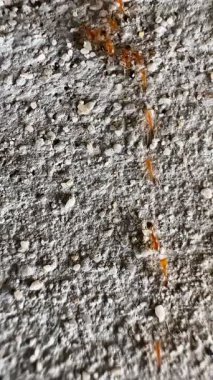 Beton ya da kaya gibi sert bir yüzey üzerinde göç eden kırmızı ya da turuncu-kırmızı karınca grubunun yakın çekim videosu. Bu görüntü hareket halindeki karıncaları yakalar, bu da bazılarını biraz bulanık gösterir..