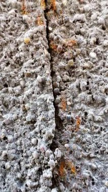 Beton ya da kaya gibi sert bir yüzey üzerinde göç eden kırmızı ya da turuncu-kırmızı karınca grubunun yakın çekim videosu. Bu görüntü hareket halindeki karıncaları yakalar, bu da bazılarını biraz bulanık gösterir..