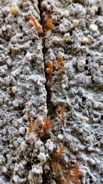 Beton ya da kaya gibi sert bir yüzey üzerinde göç eden kırmızı ya da turuncu-kırmızı karınca grubunun yakın çekim videosu. Bu görüntü hareket halindeki karıncaları yakalar, bu da bazılarını biraz bulanık gösterir..