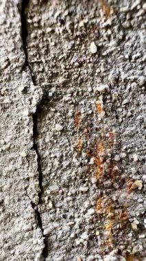 Beton ya da kaya gibi sert bir yüzey üzerinde göç eden kırmızı ya da turuncu-kırmızı karınca grubunun yakın çekim videosu. Bu görüntü hareket halindeki karıncaları yakalar, bu da bazılarını biraz bulanık gösterir..