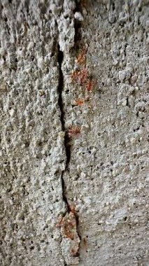 Beton ya da kaya gibi sert bir yüzey üzerinde göç eden kırmızı ya da turuncu-kırmızı karınca grubunun yakın çekim videosu. Bu görüntü hareket halindeki karıncaları yakalar, bu da bazılarını biraz bulanık gösterir..