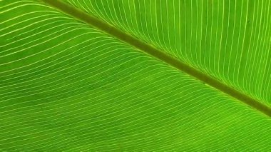 Parlak yeşil bir yaprağın yakınlaştırılmış görüntüsü, karmaşık damarlarını ve koyu yeşil tonlarını gösteriyor. Bu resim midrib, doku ve blackgound tarafından vurgulanır..