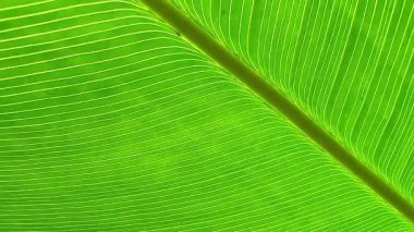 Parlak yeşil bir yaprağın yakınlaştırılmış görüntüsü, karmaşık damarlarını ve koyu yeşil tonlarını gösteriyor. Bu resim midrib, doku ve blackgound tarafından vurgulanır..