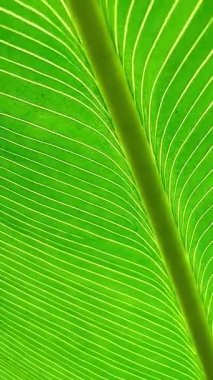 Parlak yeşil bir yaprağın yakınlaştırılmış görüntüsü, karmaşık damarlarını ve koyu yeşil tonlarını gösteriyor. Bu resim midrib, doku ve blackgound tarafından vurgulanır..