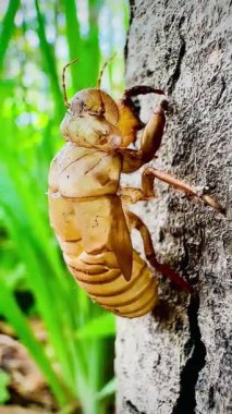 Bu detaylı makro video ağustos böceğinin bir ağacın kabuğunda dinlendiğini gösteriyor. Exuviae 'ler, böcekler deri değiştirdikten sonra geride bıraktıkları altın kahverengidir ve oyuktur..
