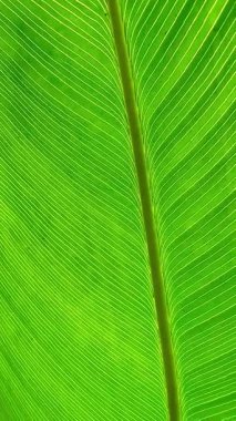 Parlak yeşil bir yaprağın yakınlaştırılmış görüntüsü, karmaşık damarlarını ve koyu yeşil tonlarını gösteriyor. Bu resim midrib, doku ve blackgound tarafından vurgulanır..