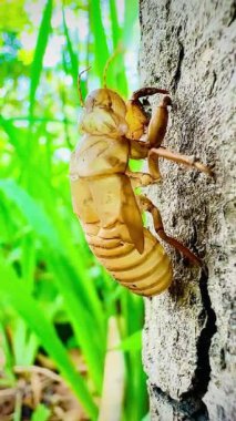 Bu detaylı makro video ağustos böceğinin bir ağacın kabuğunda dinlendiğini gösteriyor. Exuviae 'ler, böcekler deri değiştirdikten sonra geride bıraktıkları altın kahverengidir ve oyuktur..