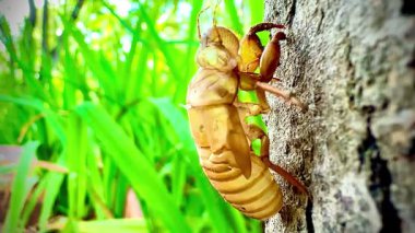 Bu detaylı makro video ağustos böceğinin bir ağacın kabuğunda dinlendiğini gösteriyor. Exuviae 'ler, böcekler deri değiştirdikten sonra geride bıraktıkları altın kahverengidir ve oyuktur..