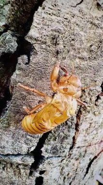 Bu detaylı makro video ağustos böceğinin bir ağacın kabuğunda dinlendiğini gösteriyor. Exuviae 'ler, böcekler deri değiştirdikten sonra geride bıraktıkları altın kahverengidir ve oyuktur..