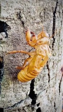 Bu detaylı makro video ağustos böceğinin bir ağacın kabuğunda dinlendiğini gösteriyor. Exuviae 'ler, böcekler deri değiştirdikten sonra geride bıraktıkları altın kahverengidir ve oyuktur..