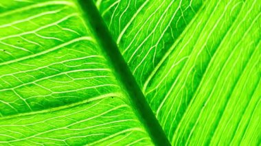 Parlak yeşil bir yaprağın yakınlaştırılmış görüntüsü, karmaşık damarlarını ve koyu yeşil tonlarını gösteriyor. Bu resim midrib, doku ve blackgound tarafından vurgulanır..