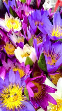 Bu çarpıcı makro video çiçek açan bir nilüfer çiçeğinin iç yapısına nazikçe tünemiş bir arı yakalar. Yapraklar mor ve pembenin mükemmel bir karışımı.