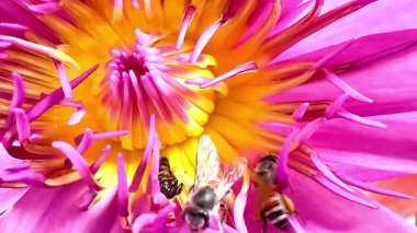 Bu çarpıcı makro video çiçek açan bir nilüfer çiçeğinin iç yapısına nazikçe tünemiş bir arı yakalar. Yapraklar mor ve pembenin mükemmel bir karışımı.