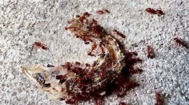Bir kertenkelenin kalıntılarının yakın plan klipsi. Kalıntıların üzerinde çok sayıda kırmızı karınca dolaşıyor. Karıncalar, yenmek üzere olan ya da kısmen çürümek üzere olan kertenkelenin kalıntılarını yemeye kendilerini kaptırmışlar.