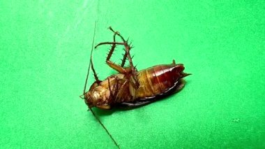 Hamamböceği. Yeşil arka planda Amerikan hamamböcekleri. Hamamböcekleri artıkları yiyor. Yakın çekim hamamböceği izole edilmiş. Amerikan hamamböceğini kapatın. böcekler, böcekler, böcekler, hayvanlar, hayvanlar.