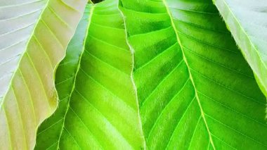 Bereketli yeşil ağaçların doğada şarkı söyleyen ağustos böceklerinin sesleriyle dolu olduğu ormanda ilkbahar. yeşil yapraklar arkaplan