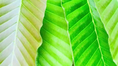 Bereketli yeşil ağaçların doğada şarkı söyleyen ağustos böceklerinin sesleriyle dolu olduğu ormanda ilkbahar. yeşil yapraklar arkaplan